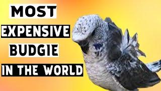 The Rarest and Expensive Budgie in the World