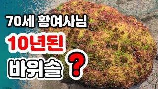 10년넘은 바위솔 보셨나요?  강원도 철원 70대 황여사 바위솔 정원을 소개합니다.