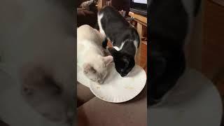 Kitty cats licking plate