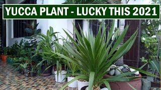 POTTING MY YUCCA PLANTS | LUCKY PLANT THIS 2021