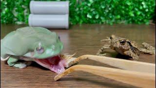 Toad like frog.  However, toad dislike the frog's predation scene. Australian green tree frog