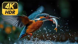 Healing Music with Bird Sounds | Stunning Colorful Birds for Stress Relief & Energy Renewal