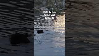 Black Bear Trying to Swim In to Steal Our Food