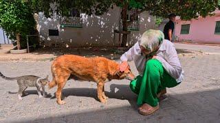 The stray dog ​​wants to keep company with the stray cats but will keep his distance.