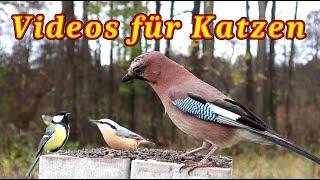 Vögel für Katze - Ein Vogelvideo für Katzen zum Anschauen