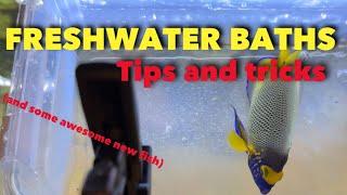 Freshwater dips for parasites - how to (and some awesome new angelfish)