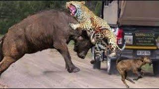 Leopard  Attacks Wrong Prey Unexpected Ending