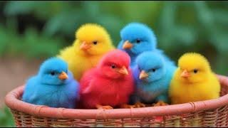  Catch Rainbow Cute  Chicken,Cute Chickens, Colorful Chickens, Cute Dynosaurus, Cute Animals