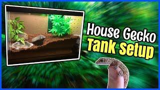 My NEW House Gecko TANK SETUP!