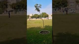 Bahria Town Lahore Janiper Block Garden