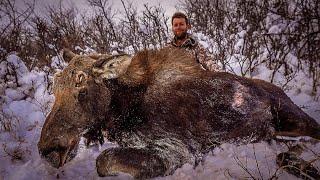 World's Smallest Bull Moose ever hunted