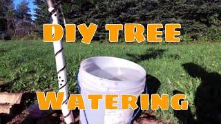 EASY!! Fruit Tree Watering Tip - Soaking it weekly