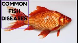 Common Fish diseases #fish #animals #fishdisease