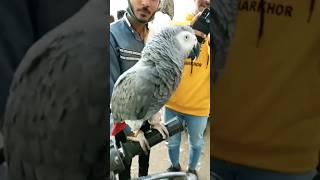 Exotic Grey Parrot Riding a Bike #shorts #youtubeshorts #ytshorts | Infotainment Tv