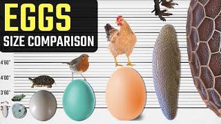 Animal Egg Size Comparison | The Biggest Eggs of the Animal World | World INFO