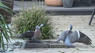 Fighting Wood Pigeons