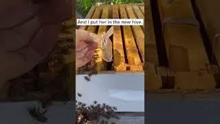 This Queen Bee was Full of Surprises - Short Version