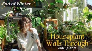  houseplant collection walk through before spring! updates on repots, blooms, etc. (250 plants)