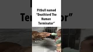 pitbull named "deathlord""