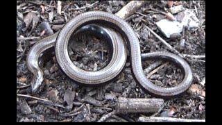 Kriechtiere. Blindschleiche (Anguis fragilis). Slowworm.  Ein Video von KLAUS TAUX