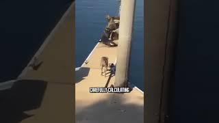  Dog vs. Sea Lions #shorts