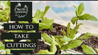 How to take cuttings. Propogate plants with cuttings. Salvia cuttings. Baltic Gardening. Garden