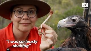 Catching Australia's Biggest Bird Of Prey | The Secret Lives Of Our Urban Birds