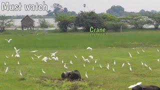 White Crane Birds Group in Lake