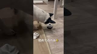 牛柄チワワに受付のベル渡してみたw【2歳1ヶ月】【スムースコートチワワ】【チワワ】【みるく】