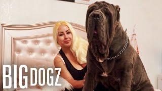 Ambush: The 180lbs Neapolitan Mastiff | BIG DOGZ