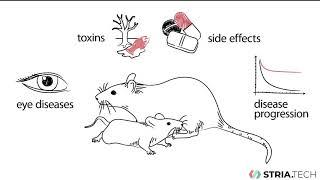 Striatech's OptoDrum - automated in vivo vision test for laboratory rodents