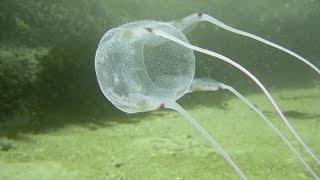 The sea wasp box jellyfish is perhaps the most deadly variety.