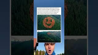 Owner David Hampton planted black pines in the middle of a Douglas fir forest in Oregon.