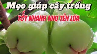 EP 134 : Biết được mẹo này cây sẽ phát triển rất nhanh mà không tốn công chăm sóc.