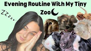 Evening Routine With My Tiny Zoo (Chaos as usual)