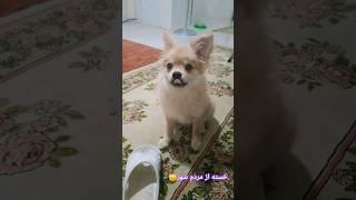 #dog #shortsvideo #pomeranian #shortvideo #kaya #ژرمن #shpitz #music #پامرانین #babypomeranian #nice