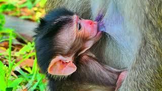 Absolutely! Baby Monkey Devi Wants To Hug Mom Dee Dee To Need Milk...! Baby Monkey