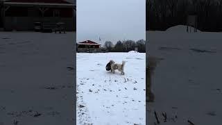 Chippy carried the deer skin almost a mile~ Frozen solid ~ Country dog ~ Happy dog