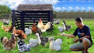 What You MUST Know Before Starting a Chicken Farming Business! Heritage & Ornamental chicken!!