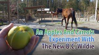 An Apples And Carrots Test With The BC Wildie