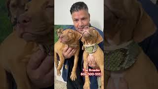  “Best Pitbull Breeder” “ Red nose pitbull puppies” we deliver all over the USA 123Pitbulls.com