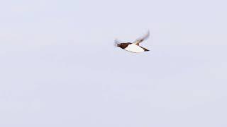 Razorbill (Alca torda) - flying + in slow-motion @ Fowlsheugh