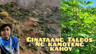 SWABE ANG SARAP NG GINATAANG TALBOS NG BALINGHOY