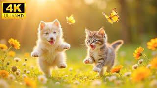 Cute Baby Animals - Happy Young Animals Moment With Calm Relaxing Piano Music & Real Sound