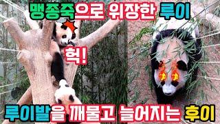 후이야~언니 발을 깨물고 늘어지면 어떡해?맹종죽으로 위장한 루이! 도대체 왜?..줄기를 입에 넣자마자 던져버리는 러바오