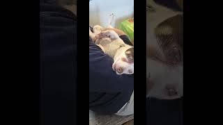 My name is Cleo  #pets #doglover #dog #jackrussell #jackrussellterrier