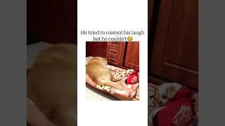 Try to control his laugh  #memes #youtubeshorts #funnydogs #comedy #laugh #viralshort