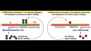 Молекулярно-генетические механизмы, участвующие в образовании специализированных типов клеток