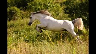 Horse Spirit Guided Meditation