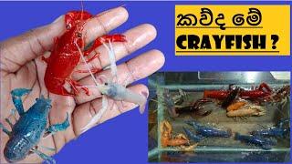 Crayfish introduction / crayfish care sinhala